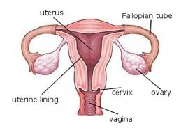 Image result for how to insert male organ into female organ