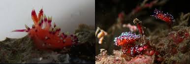 Image result for Flabellina marcusorum