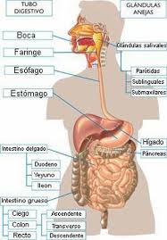 Resultado de imagen de aparato digestivo