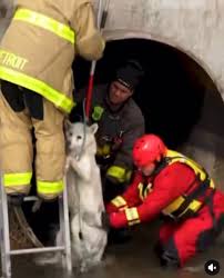 Early this morning, Michigan Humane was alerted to a dog in ...