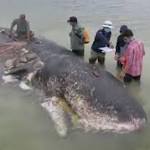 Dead whale washes with plastic