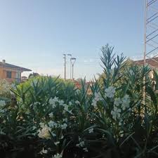 Trend Google: meteo vicenza