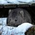 Tourism Tasmania's wombat cuddling competition raises concerns