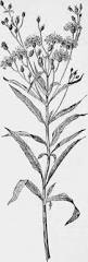 Image result for ironweed plant