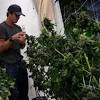 Imagen de la noticia para CANNABIS de El Observador