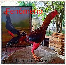 Resultado de imagem para Galo de Briga carijo