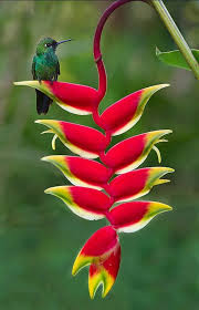 Resultado de imagem para FLORES PEQUENINAS