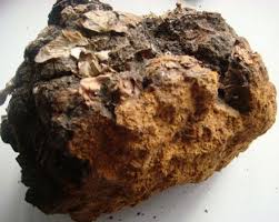 Image result for chaga mushroom images