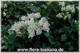 Bougainvillea spectabilis ´Mary Palmer` - Bougainvillea ... - t_bougainvillea_spectabilis_mary_palmer_4_-_041106_190