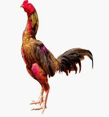 Hasil gambar untuk ayam bangkok