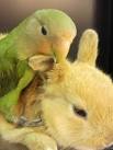 Pictures of 2 parrots talking voiceovers in spanish <?=substr(md5('https://encrypted-tbn1.gstatic.com/images?q=tbn:ANd9GcQzxYwAXmmORMbHKboYj_mewFhU3QWOC7kKojMkV9p7EaEBnvvDsqOaOv8'), 0, 7); ?>