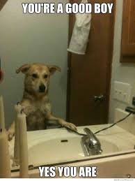Image result for Animal Meme