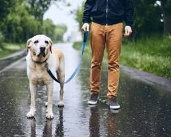 person and their dog enjoying a walk in the rainの画像
