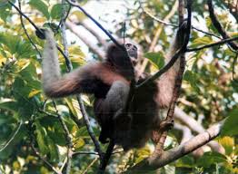 Image result for gibbon