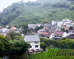 Image of Longjing Village, Hangzhou, China