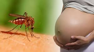 Image result for zika virus