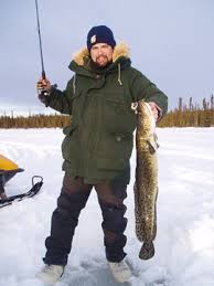 Image result for burbot fish