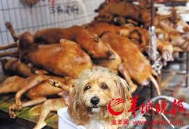 Image result for yulin dog festival