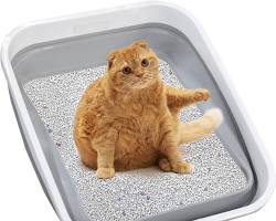 Cat litter boxの画像