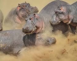 Hippopotamus in Kgalagadi Transfrontier Park