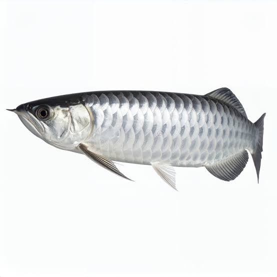 Silver Arowana Fish Illustrations & Vectors