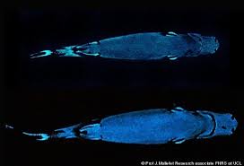 Image result for lantern shark