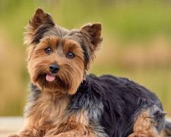 Immagine di Yorkshire Terrier dog breed