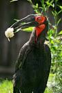 Virtual villagers 2 parrots singing <?=substr(md5('https://encrypted-tbn1.gstatic.com/images?q=tbn:ANd9GcR-klu1Ta7kaPijEIz8BTj1GrFRnvS0XDtmhynqzETQ5QYpanxi4Q-A9P6U'), 0, 7); ?>