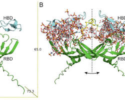 Image of VEGF165 protein structure