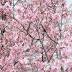 Nashville's Tree Canopy Threatened By Development, So Metro ...