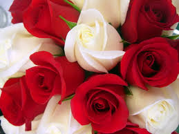 Image result for beautiful roses images