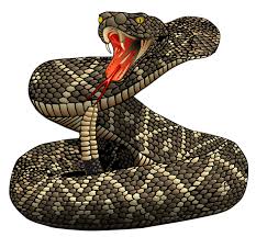 Bildergebnis für rattlesnake