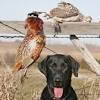 Story image for Best Hunting Shooting Hunting Hunting Dog Equipment For Sale from Outside Magazine