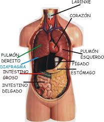 Resultado de imagen para cuerpo humano