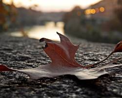 Roma, Italia, foglie d'autunno