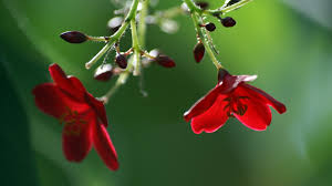Image result for red flowers images