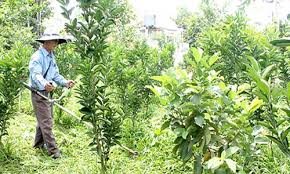 Kết quả h&igrave;nh ảnh cho vườn c&acirc;y