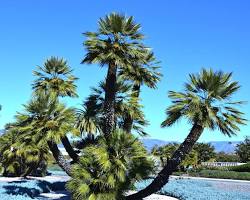 Image of Fan Palm