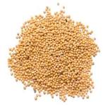 Mustard Seed of Central Florida