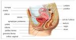 Taille du vagin - Questions-sant 20- Cit des sciences et de l