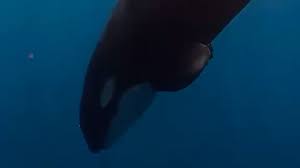 How to Eat a 2,000-Pound Fish? These Orcas Choose to Pulverize It.