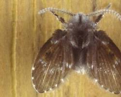 Drain fly (Psychoda spp.)