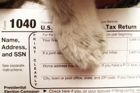 Image result for cat doing taxes