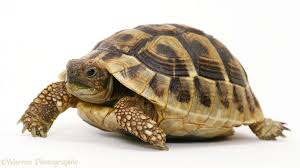 Image result for Tortoise