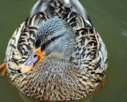 Pato-real