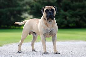 Image result for Bullmastiff