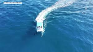 Great White Shark Sighted Off Venice, Florida Coast