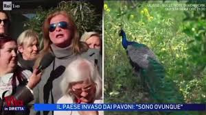 Trend Google: punta marina
