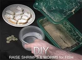 DIY live fish food