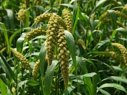 Image result for MILLET